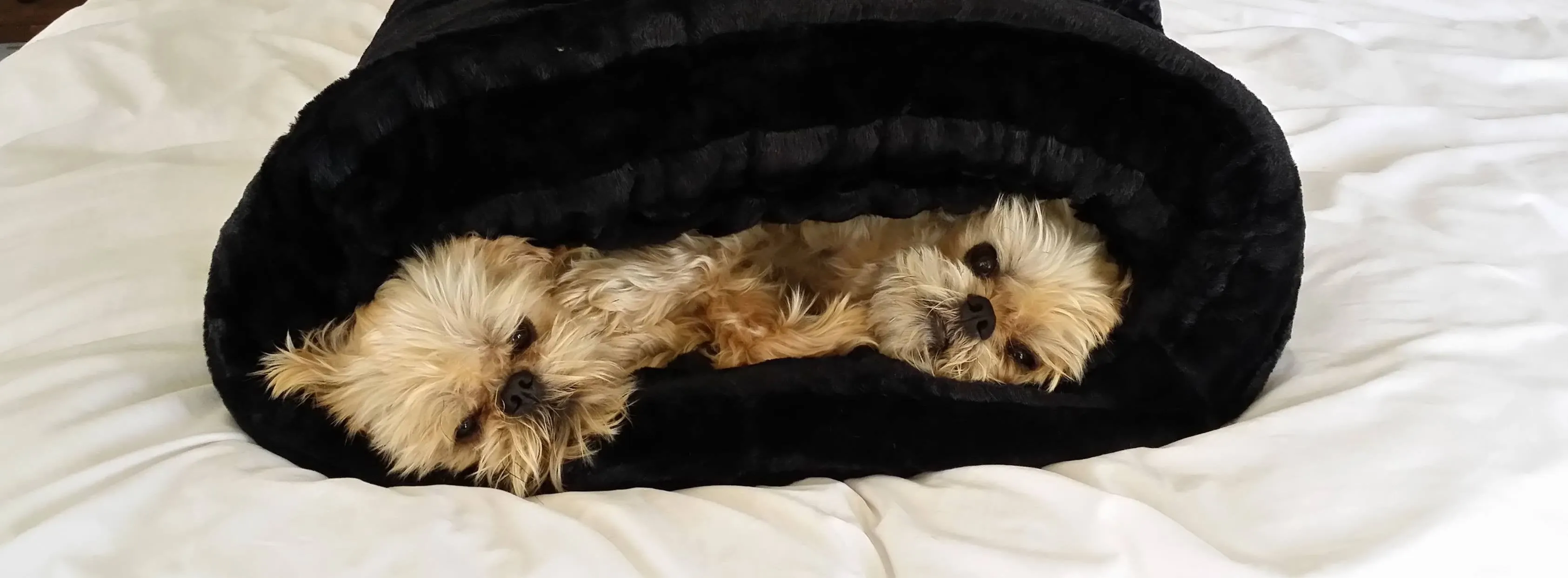 Dog and Cat cozy - Black Caviar