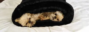 Dog and Cat cozy - Black Caviar