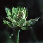 Range of Light - Green Rose - .25 fl oz